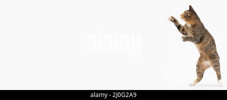 Elle-chat a remarqué quelque chose au fond qui l'intéressait beaucoup et elle marche lentement avec ses yeux larges ouverts. Prêt à Banque D'Images