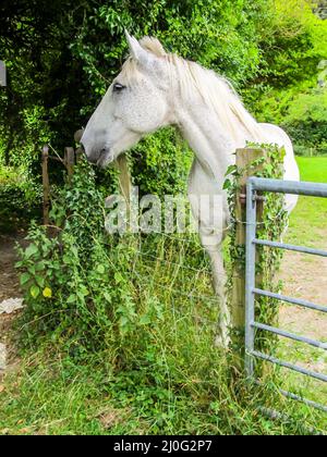 Un seul cheval blanc qui donne sur la clôture, juste à l'extérieur de la petite ville de Wendover, dans les Chilterns, en Angleterre rurale Banque D'Images