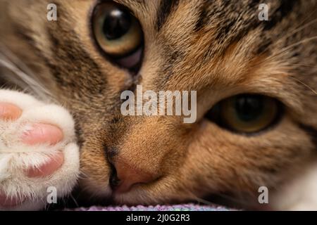 Gros plan de son chat allongé sur son lit avec ses yeux larges ouverts. Ouvrez les yeux et un nez doux et des coussinets du dos du chaton Banque D'Images