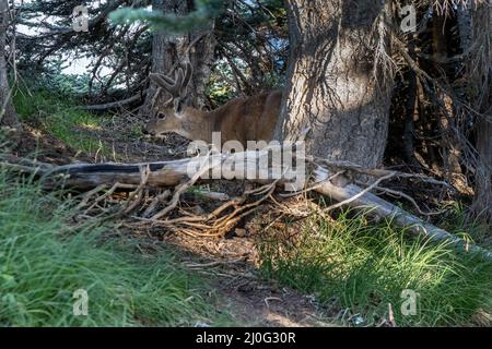 gros buck camouflé par des branches tombées dans la forêt Banque D'Images