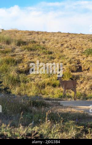 cerf marchant paisiblement à travers le champ de prairie sauvage Banque D'Images