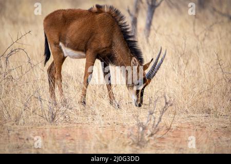 Antilope de sable au parc national kruger Banque D'Images