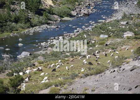 Vue sur les chèvres paître près de la rivière rocheuse entourée de champs de verdure à Neuquen Banque D'Images