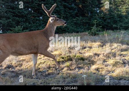 cerf sauvage adulte marchant dans un champ sur une montagne Banque D'Images