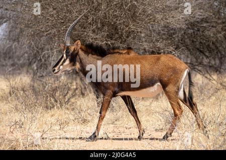 Antilope de sable au parc national kruger Banque D'Images