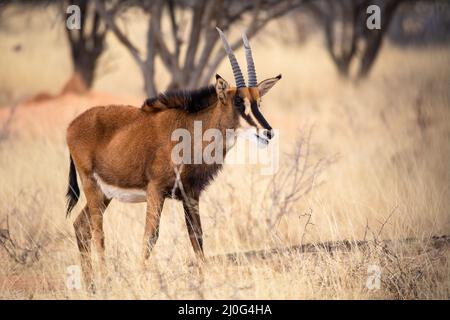 Antilope de sable au parc national kruger Banque D'Images