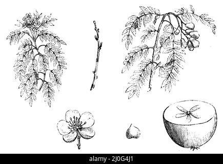 Arbre de service, Sorbus domestica, (livre de jardin, 1877), Speierling, Cormier Banque D'Images