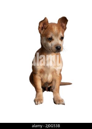 Rendu vertical 3D d'un chiot Chihuahua isolé sur fond blanc Banque D'Images