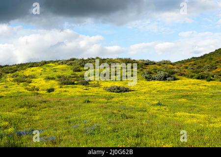 California Golden Poppy and Goldfields fleurir à Walker Canyon, Lake Elsinore, Californie. ÉTATS-UNIS. Banque D'Images