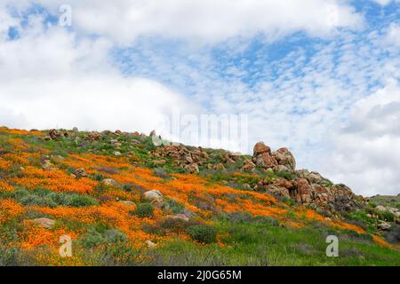 California Golden Poppy and Goldfields fleurir à Walker Canyon, Lake Elsinore, Californie. ÉTATS-UNIS. Banque D'Images