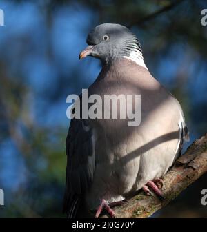 Woodpigeon à la recherche de nourriture dans un jardin urbain. Banque D'Images