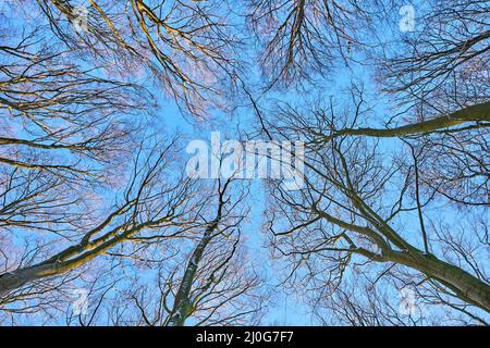 Vue vers le haut jusqu'au sommet de quelques hêtres, vu dans une forêt allemande Banque D'Images