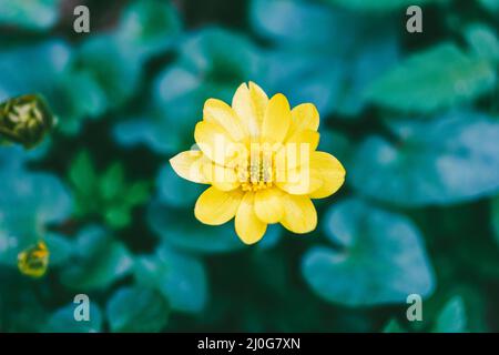 Fleur jaune en fleurs de chélidoine ou moins pilewort (Ficaria verna) au printemps, en vue de dessus libre Banque D'Images