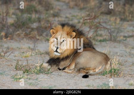 Grand lion africain masculin (Panthera leo) reposant dans un habitat naturel, désert de Kalahari, Afrique du Sud Banque D'Images