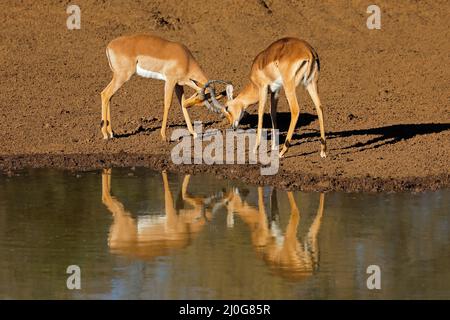 Deux antilopes mâles impala (Aepyceros melampus) luttant avec réflexion dans l'eau, Afrique du Sud Banque D'Images