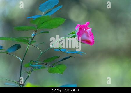 nouvelle fleur unique sur rose bush Banque D'Images