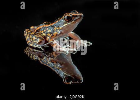 Grenouille tachetée sur fond noir isolé Banque D'Images