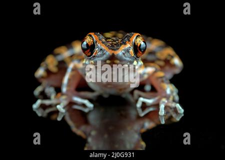 Grenouille tachetée sur fond noir isolé Banque D'Images