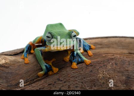 Grenouille volante verte isolée sur fond blanc Banque D'Images