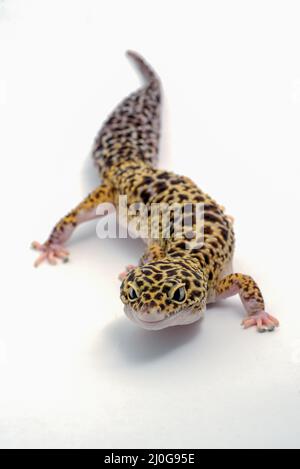 Léopard gecko sur fond blanc Banque D'Images