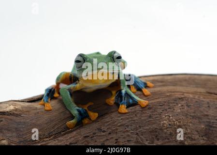 Grenouille volante verte isolée sur fond blanc Banque D'Images