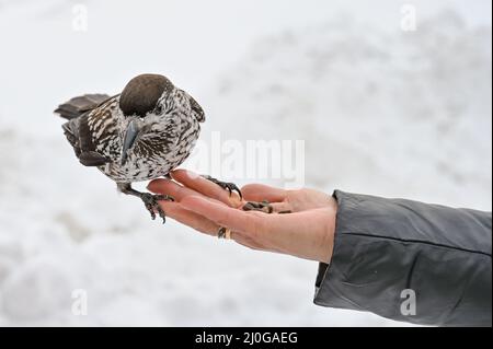 Casse-noisette oiseau à portée de main Banque D'Images