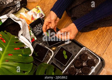 Les mains des femelles plantent des plantules de concombres dans des comprimés de tourbe dans des pots en plastique avec du sol Banque D'Images