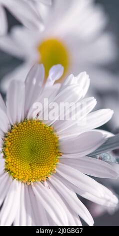 Photo macro d'une fleur de pâquerette blanche isolée sur le gris. Banque D'Images