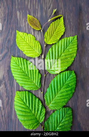 Feuilles de hêtre vert sur branche isolées sur fond de bois brun. Banque D'Images