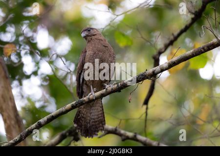 Chimango Caracara (Phalcoboenus chimango) perchée sur la branche. Région de Los Lagos. Chili. Banque D'Images