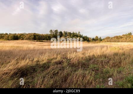 prairie d'herbe jaune sèche sous des nuages blancs Banque D'Images