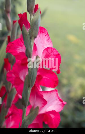 Gros plan d'un gladiolus rose. Banque D'Images