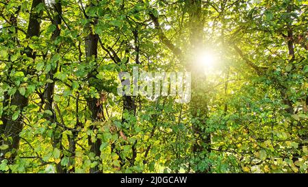 Belle forêt panorama avec lumière du soleil qui brillait à travers les arbres Banque D'Images