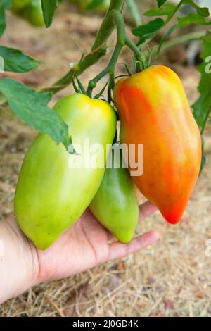 Bras de femme tenant une branche de tomates rouges mûres et non mûres Banque D'Images