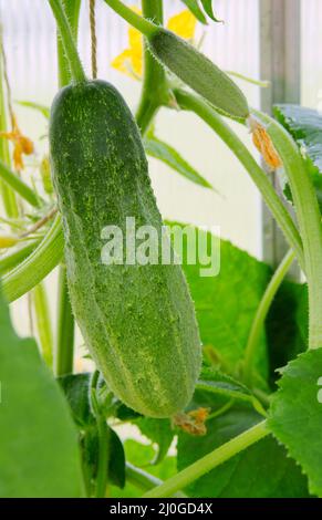 Mûrissement des concombres fleuris sur les branches entre les feuilles. Banque D'Images