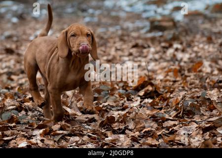 Chiots Vizsla Banque D'Images