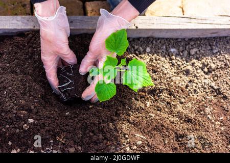 Les mains gantées d'une femme plantent des plants de concombre dans le sol d'un potager Banque D'Images