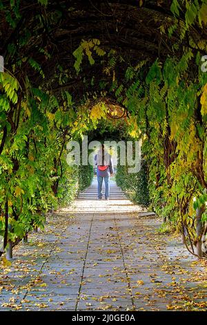 Vue arrière verticale d'une personne avec un sac à dos debout dans un chemin sous des arches vertes de vignes Banque D'Images