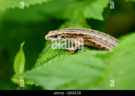Lézard vivipare, ou lézard commun Banque D'Images
