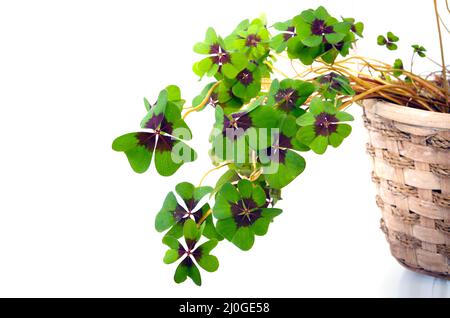 Plantes Shamrock fraîches isolées sur fond blanc. Banque D'Images