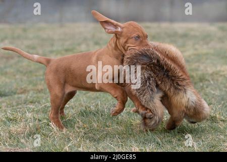 Magyar Vizsla-puppy rating renard Banque D'Images