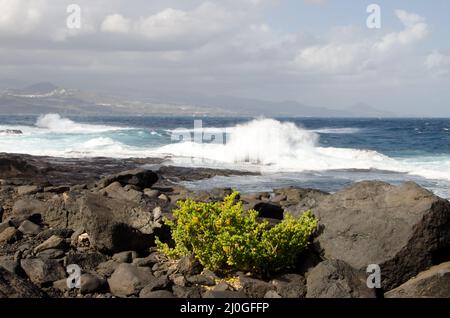 Plante Tetraena fontanesii. Confital El. Paysage protégé de la Isleta. Las Palmas de Gran Canaria. Grande Canarie. Îles Canaries. Espagne. Banque D'Images