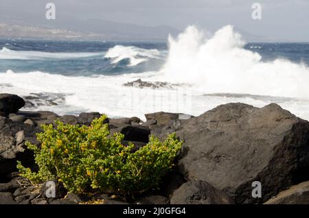 Plante Tetraena fontanesii. Confital El. Paysage protégé de la Isleta. Las Palmas de Gran Canaria. Grande Canarie. Îles Canaries. Espagne. Banque D'Images