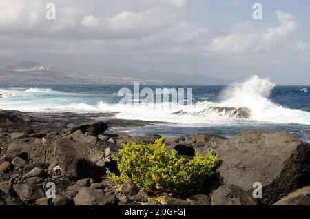 Plante Tetraena fontanesii. Confital El. Paysage protégé de la Isleta. Las Palmas de Gran Canaria. Grande Canarie. Îles Canaries. Espagne. Banque D'Images