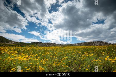 Champ avec fleurs de Marguerite sauvage jaune au printemps. Paysage printanier Banque D'Images