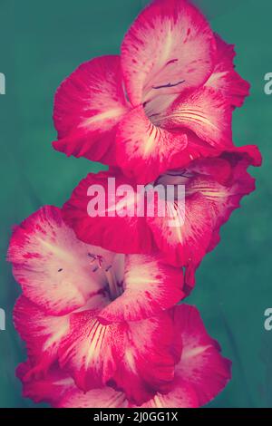 Gros plan d'un gladiolus rose. Banque D'Images