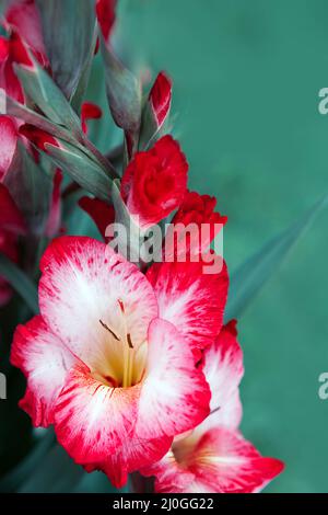 Gros plan d'un gladiolus rose. Banque D'Images