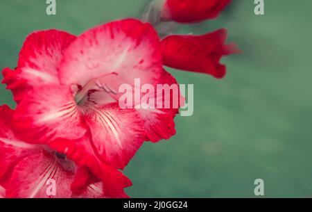 Gros plan d'un gladiolus rose. Banque D'Images