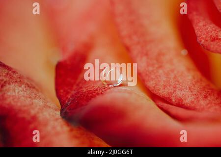 Une goutte d'eau sur un pétale de rose Banque D'Images