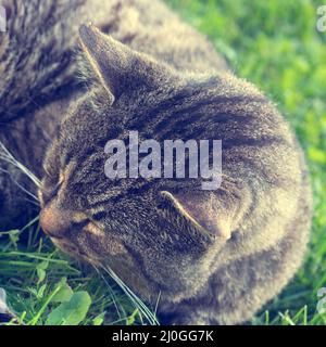 Chat couché dans la verdure dans le jardin le matin ensoleillé du printemps. Banque D'Images